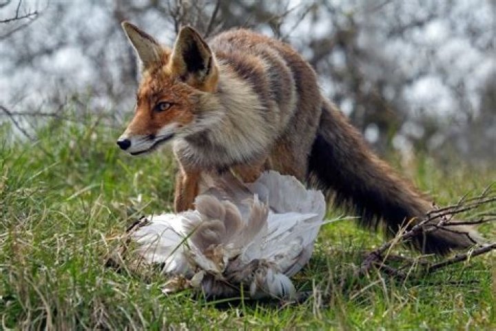 What animals eat owls?