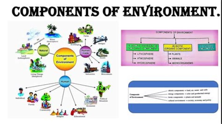 What are the 3 components of language?