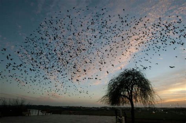 What birds are sent from heaven?