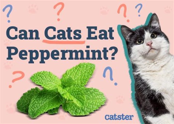 What does peppermint do to cats?