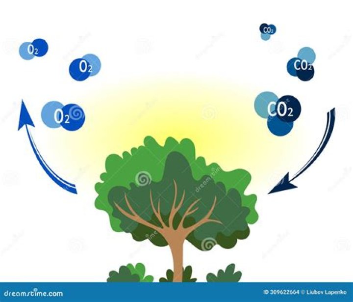 What helps the body absorb oxygen?