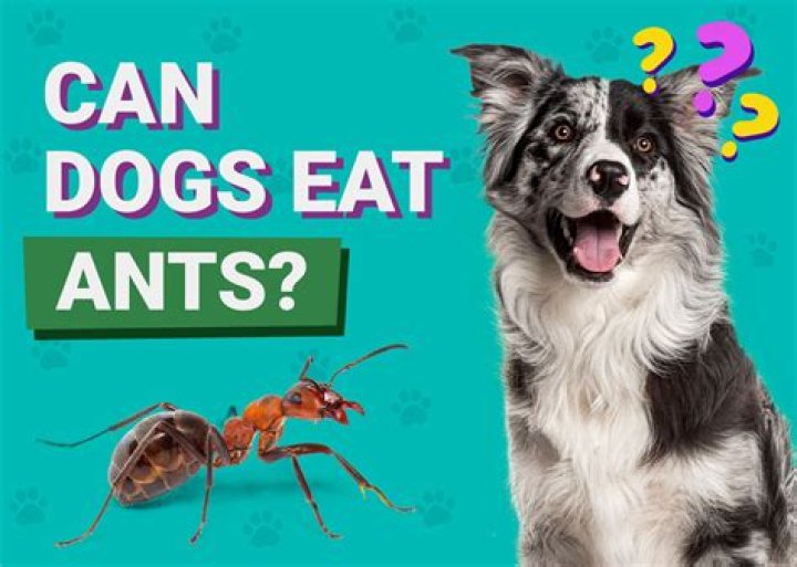 What if dog eats red ants?