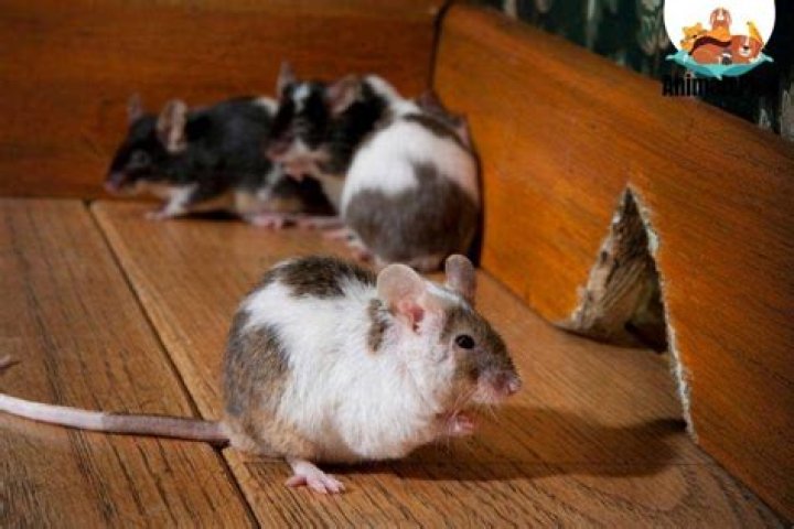 What is a group of mice called?