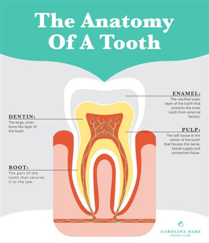 What is inside a tooth?