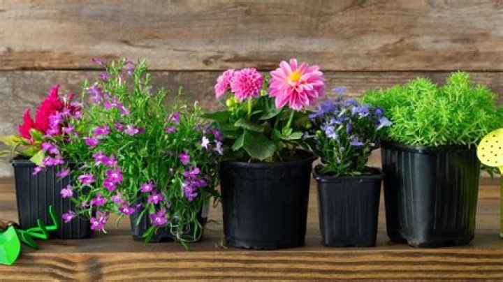 What is the best flower to grow indoors?