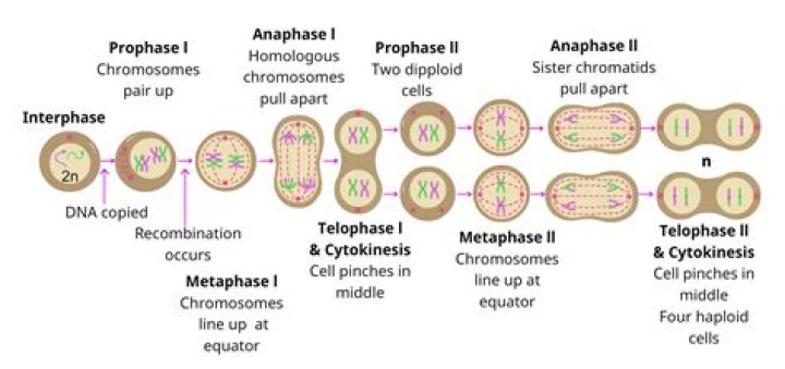 What is the importance of anaphase 1 and anaphase 2 in meiosis?
