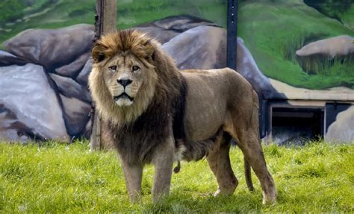What is the largest lion?
