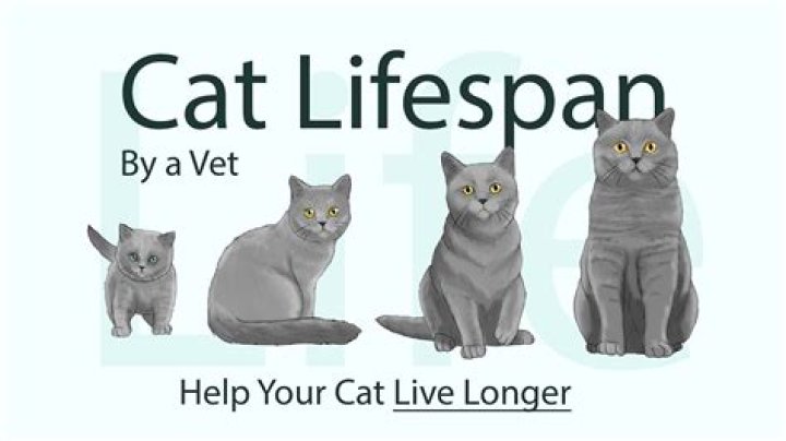 What is the longest lifespan of a cat?