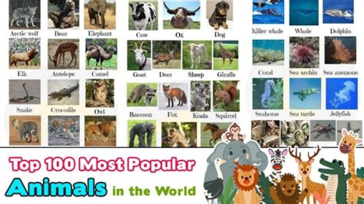 What is the most popular animal in the world 2021?