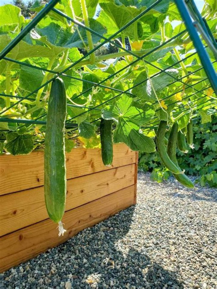 What race is Cumber?
