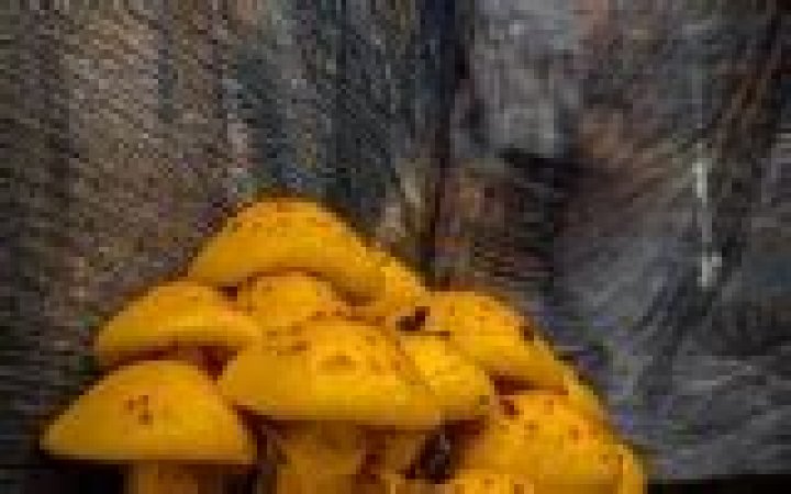 What triggers mushroom fruiting?