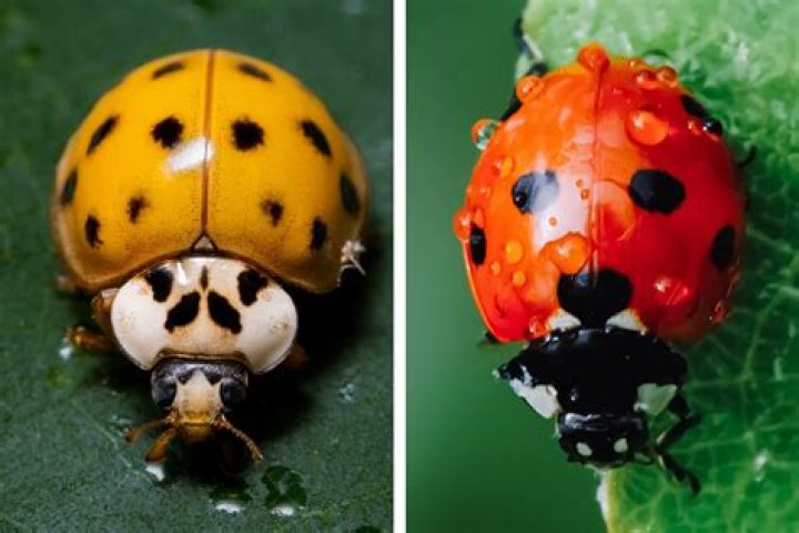 Why are some ladybugs yellow and some red?