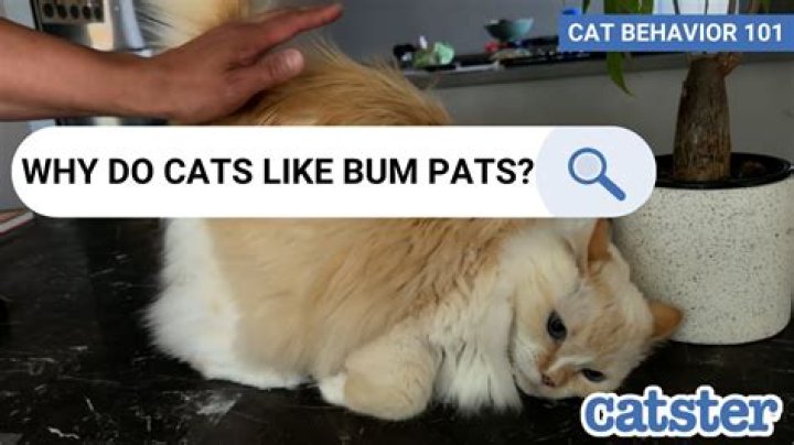 Why do babies put their bum in the air?