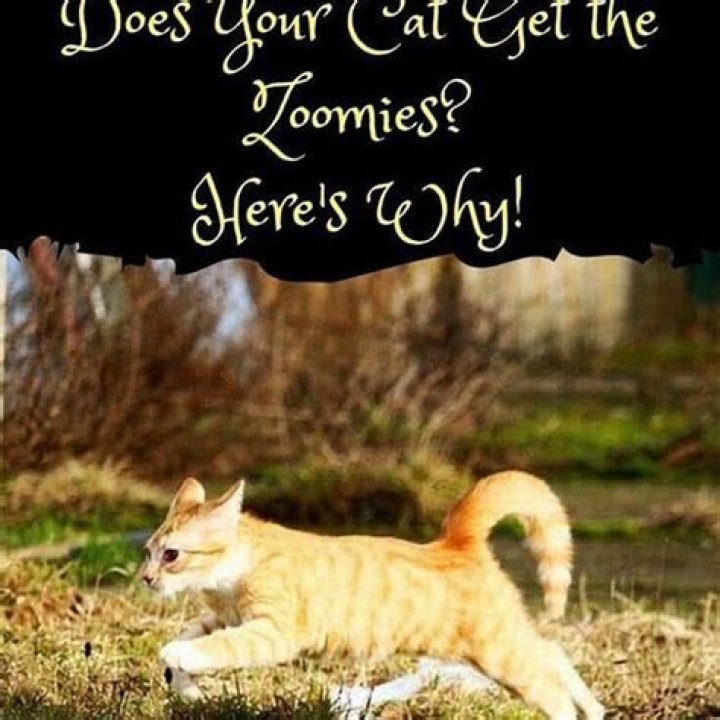 Why does my cat get the Zoomies?