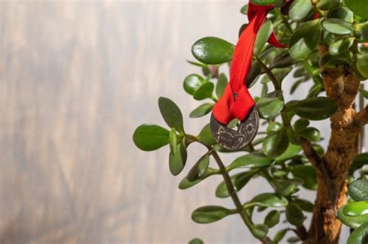 Why is jade plant called money tree?