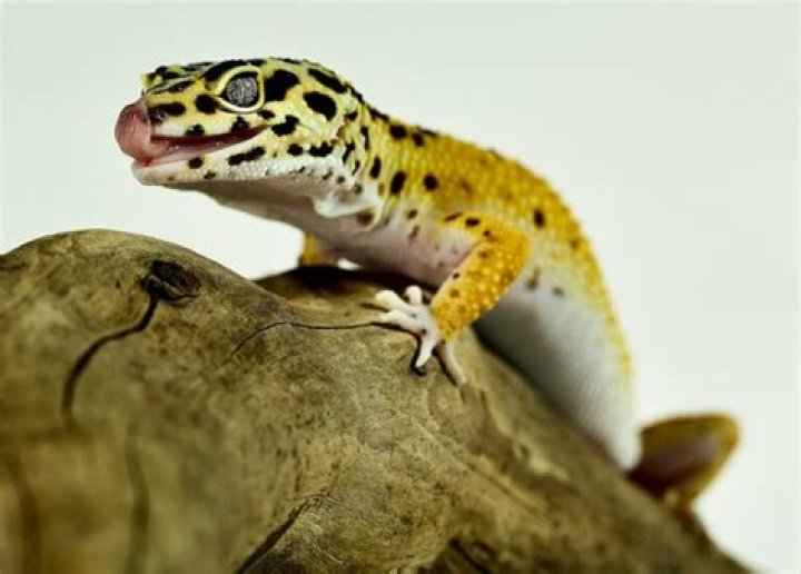 Why is my leopard geckos nose red?