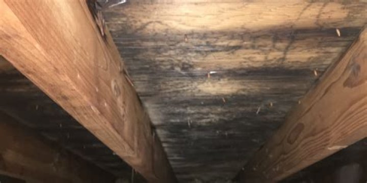 Why is the plywood in my attic turning black?